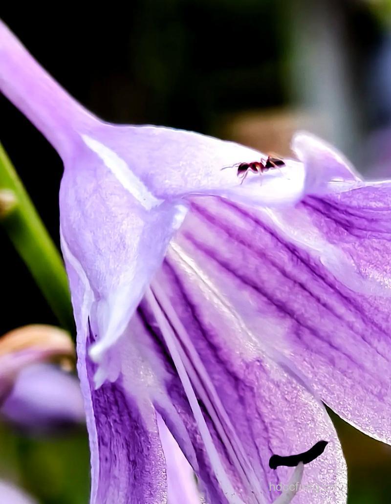 剑叶玉簪的功效与作用