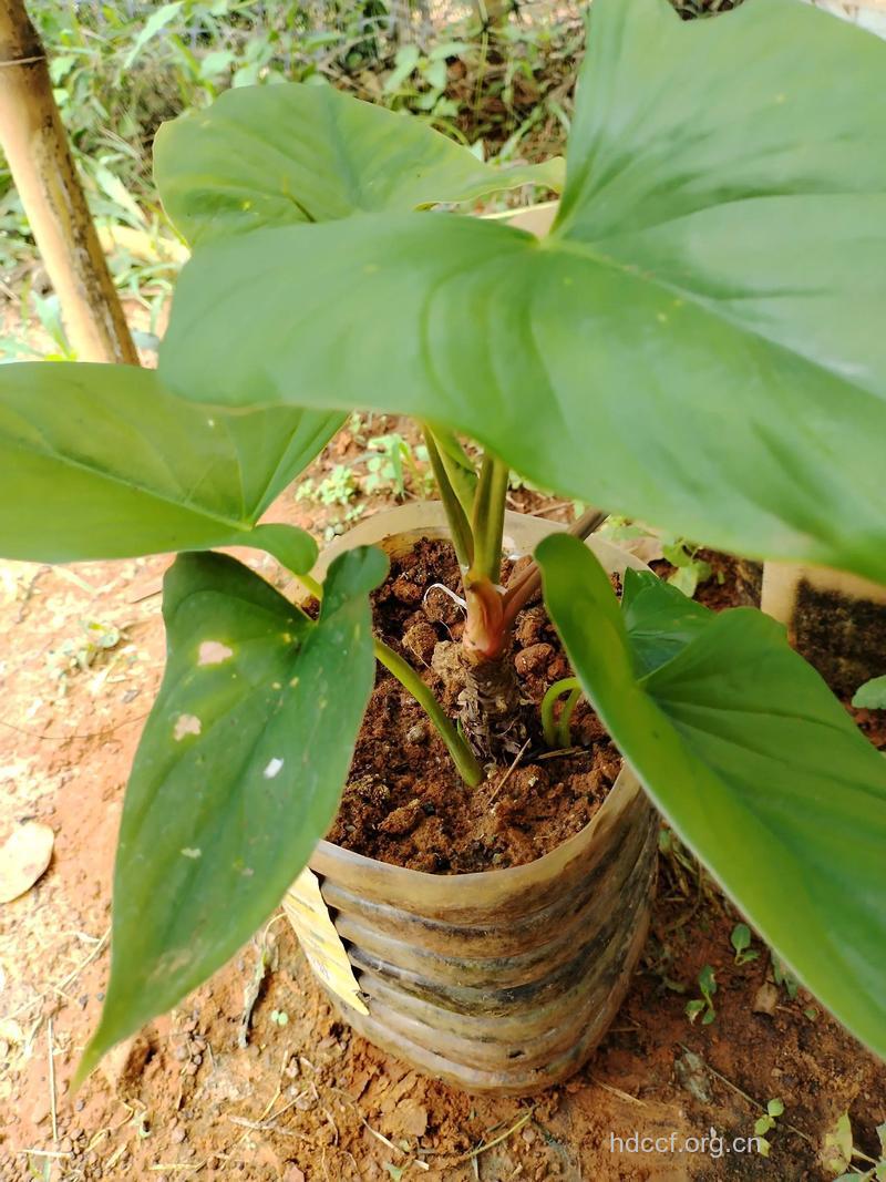 土千年健叶的功效与作用