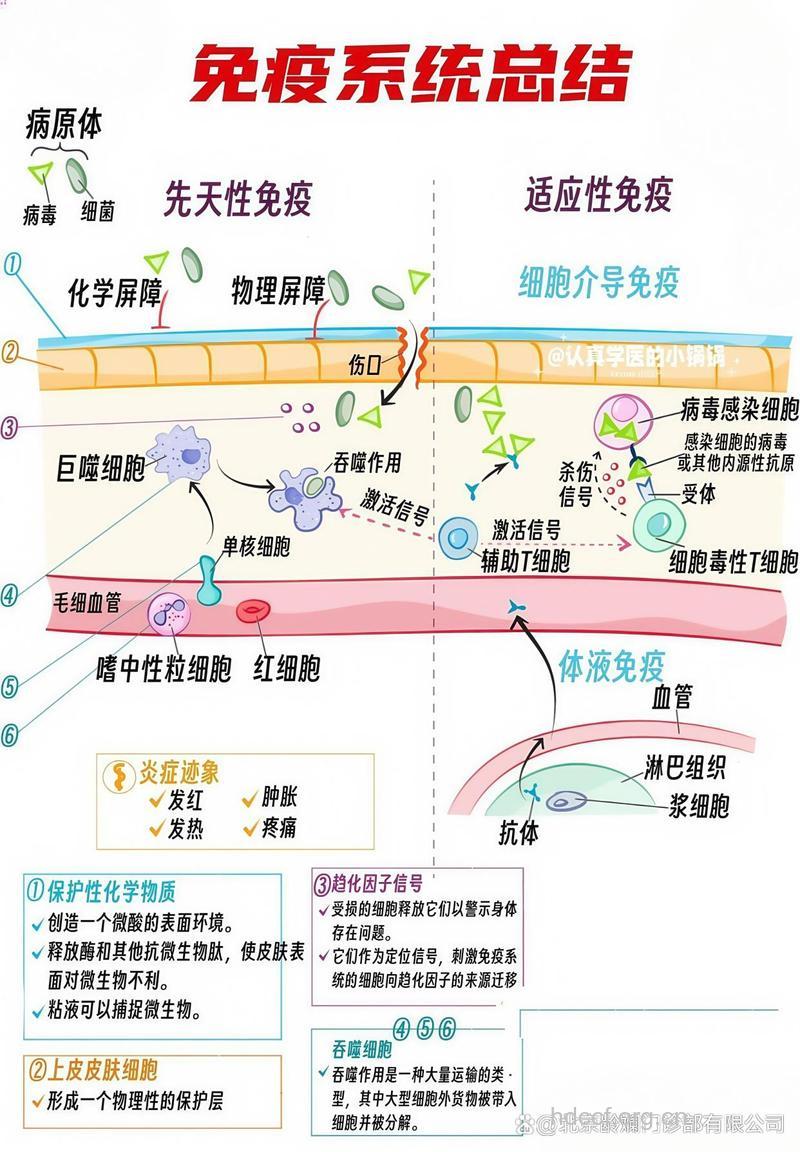 免疫系统与癌症的关系