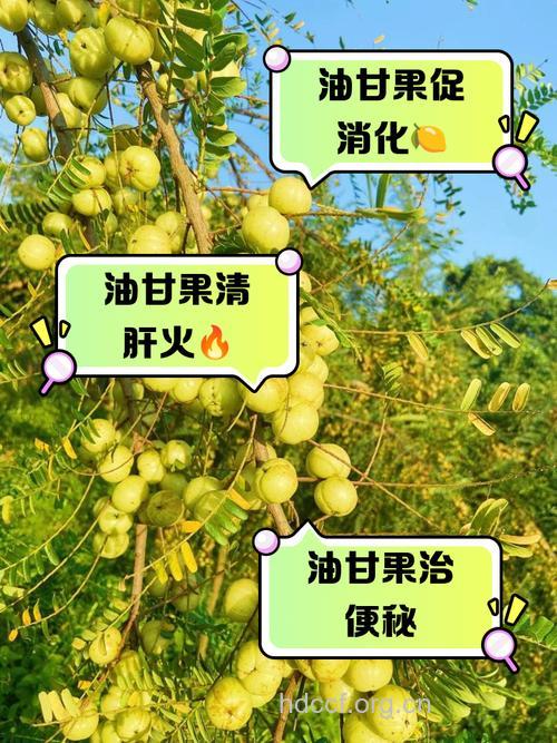 炉甘果的功效与作用