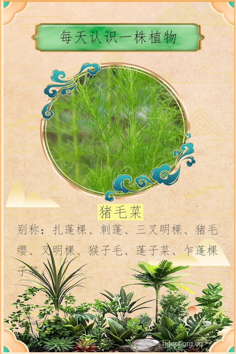 木本猪毛菜的功效与作用