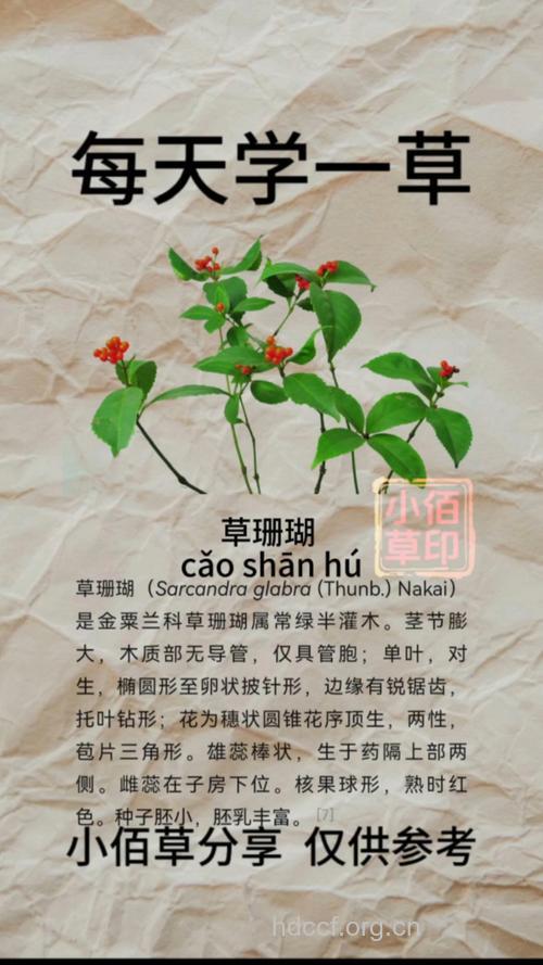 接骨风的功效与作用