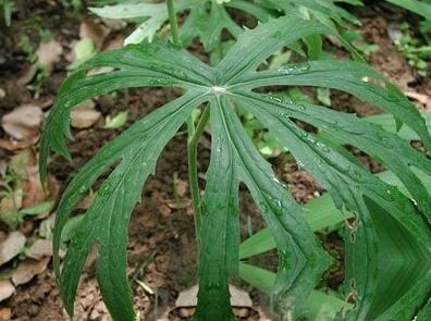 宽穗兔耳风的功效与作用