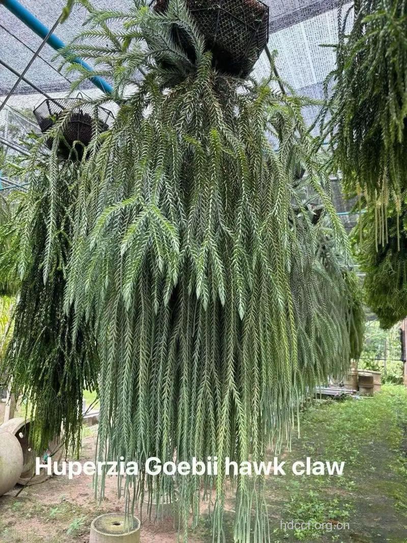 岩石松的功效与作用