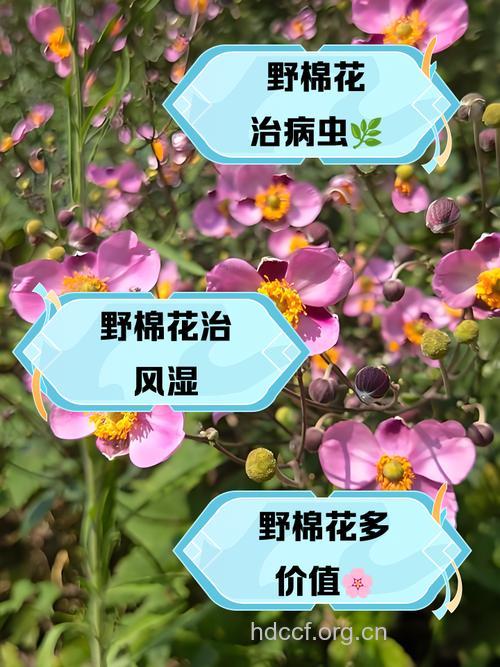棉花的功效与作用
