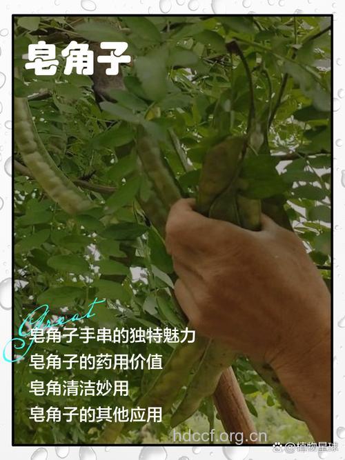 水皂角子的功效与作用