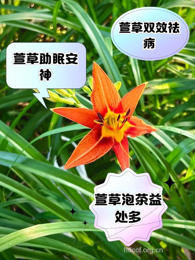 萱草嫩苗的功效与作用