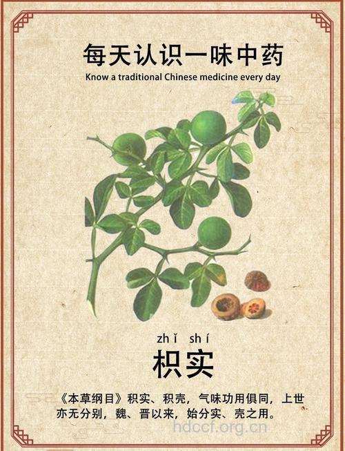 梓实的功效与作用