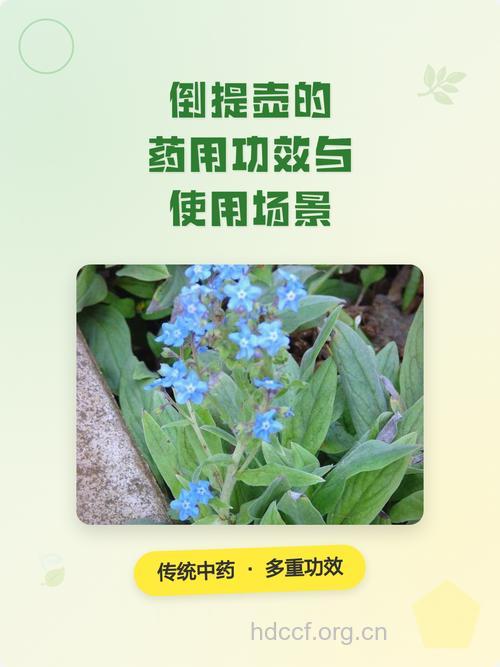 药用倒提壶的功效与作用