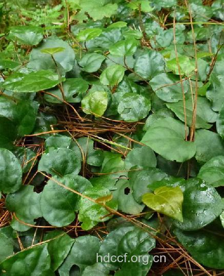 毛蒌的功效与作用