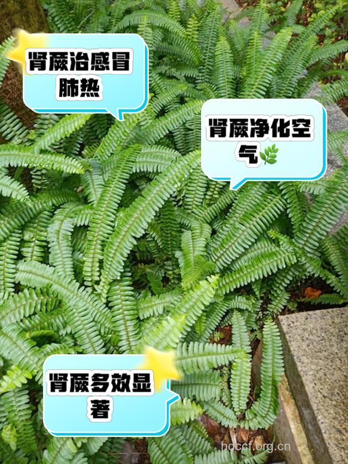 蕨的功效与作用