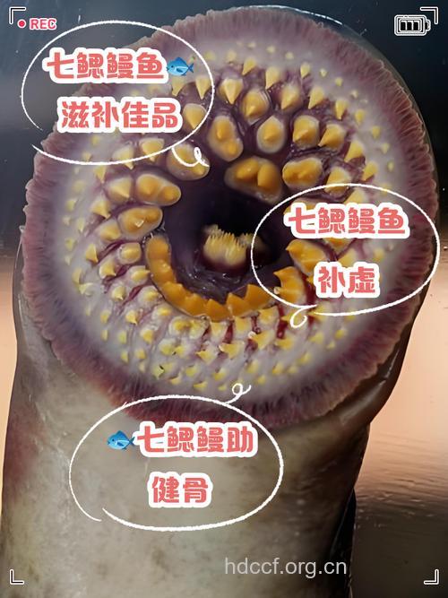 七鳃鳗的功效与作用