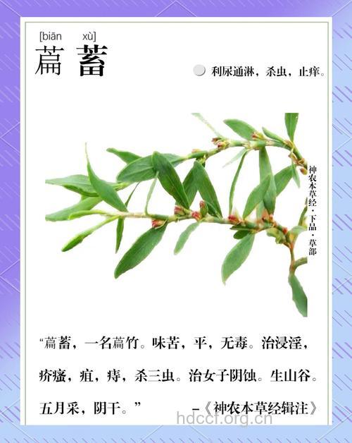 小扁草的功效与作用