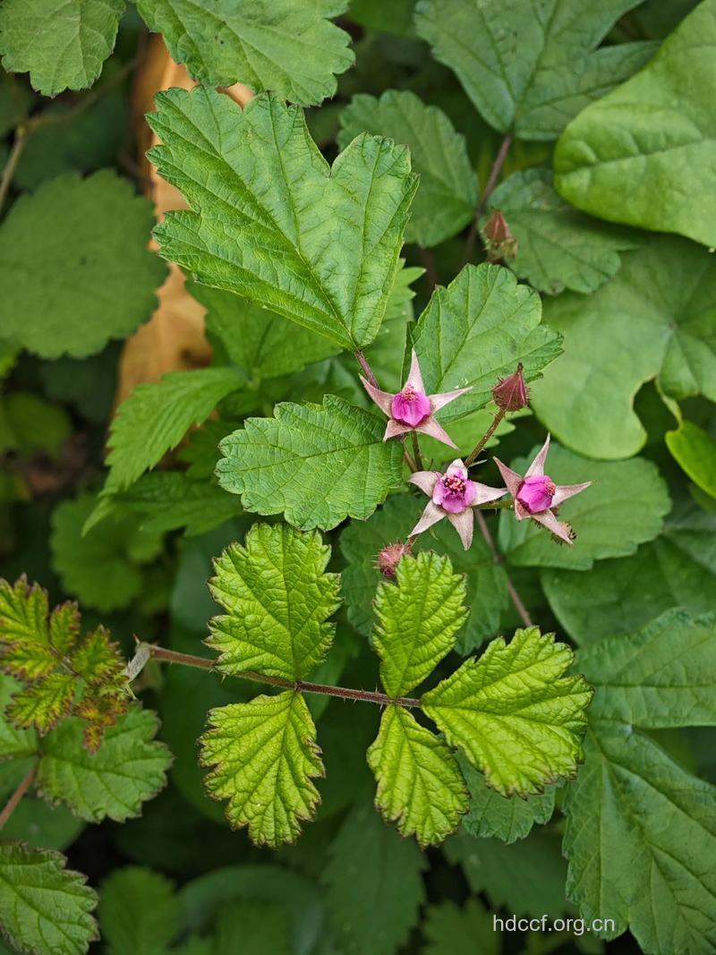 三月泡的功效与作用