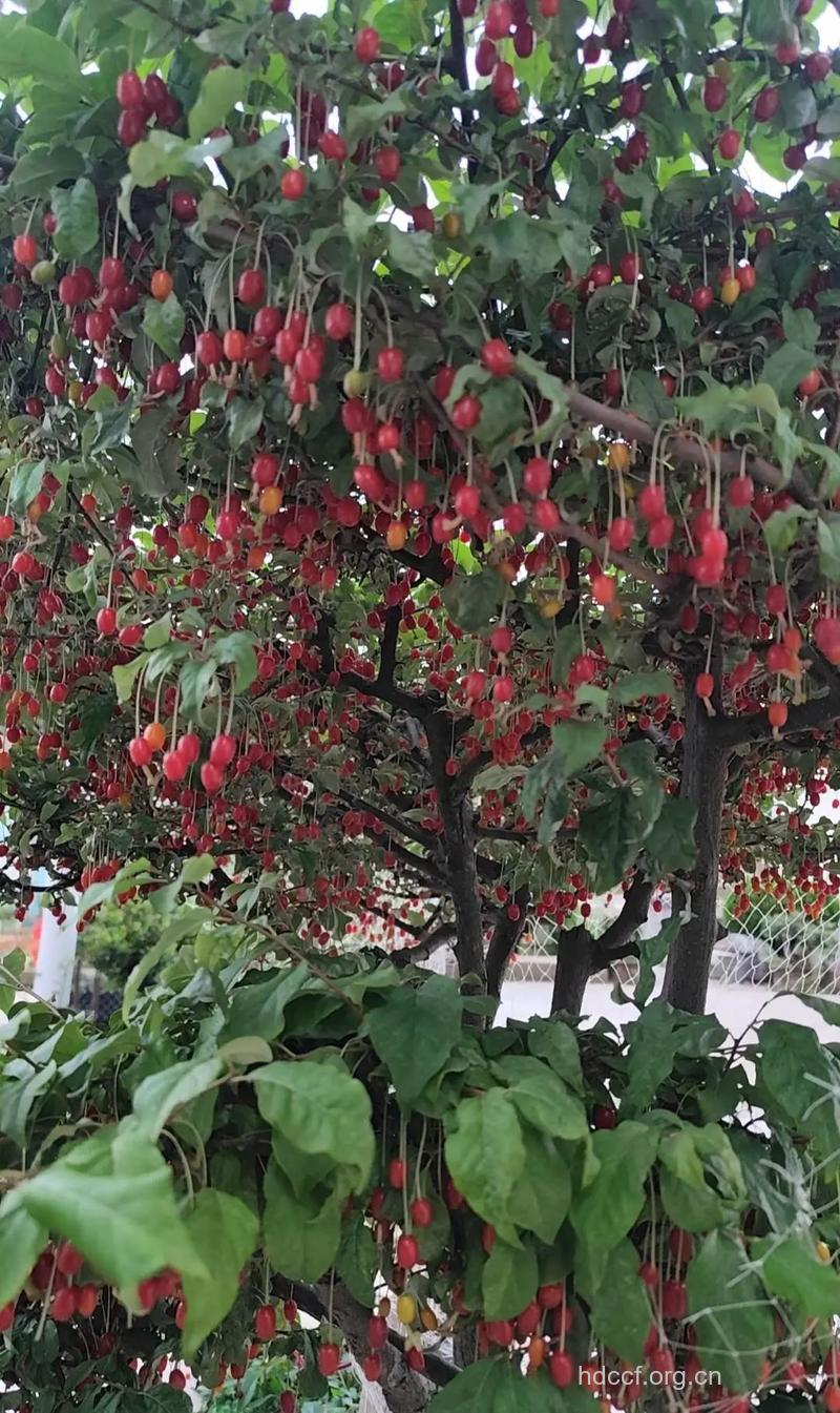 木半夏果实的功效与作用
