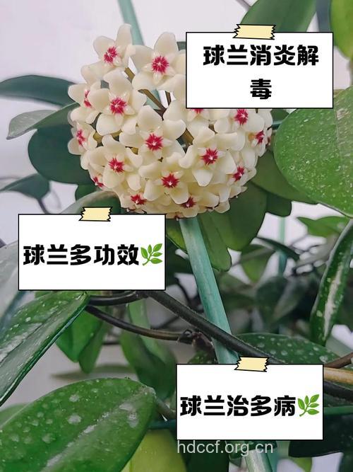 球兰的功效与作用