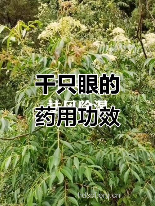 千只眼的功效与作用