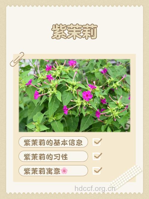 紫茉莉叶的功效与作用