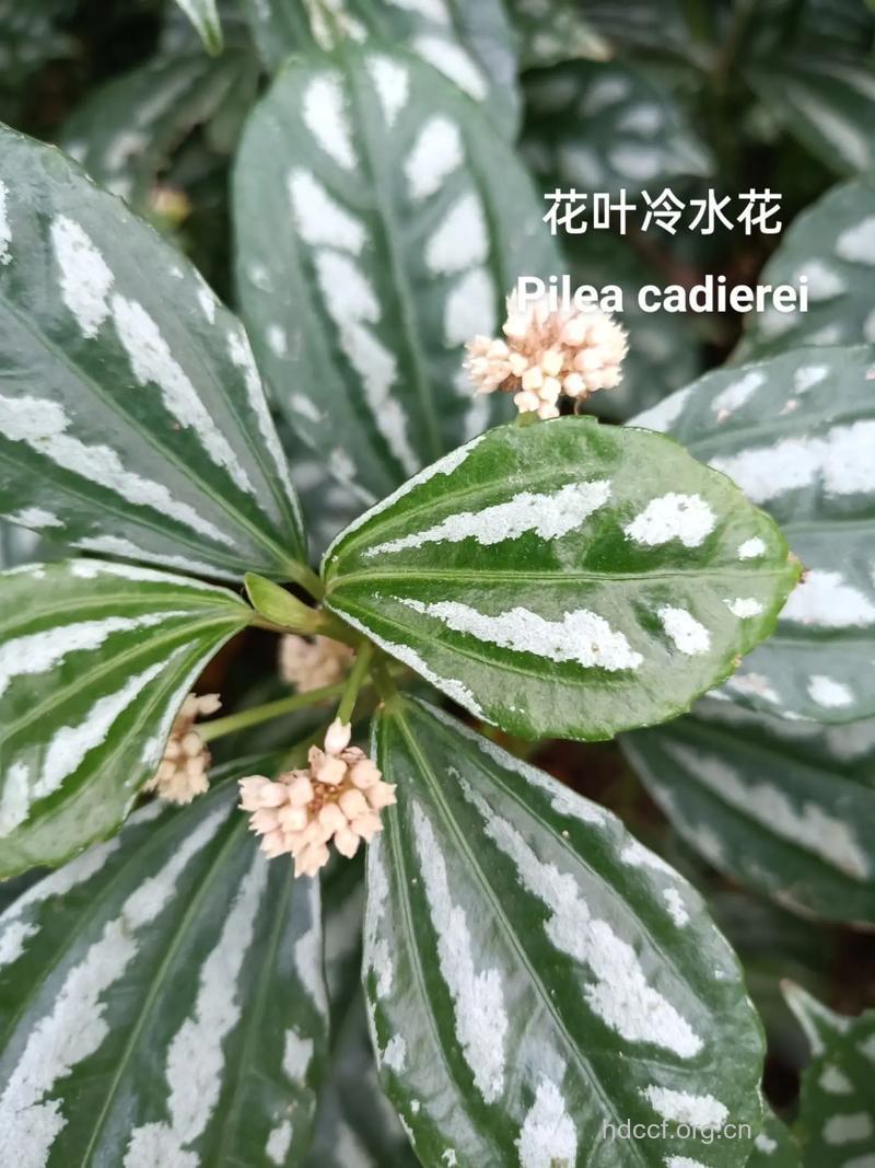 三角叶冷水花的功效与作用