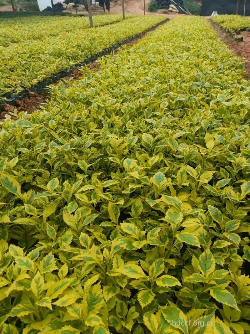 假连翘叶的功效与作用