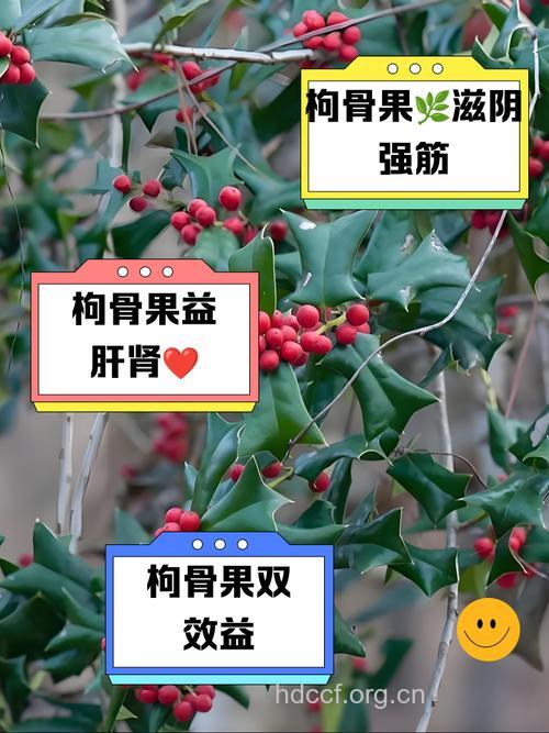 枸骨子的功效与作用