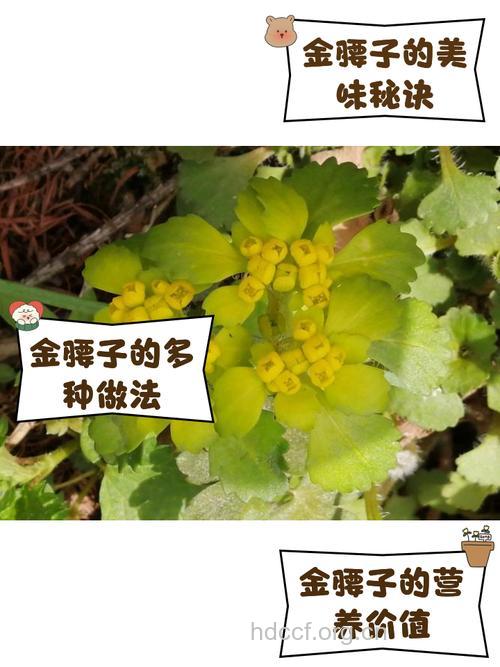 金腰子的功效与作用