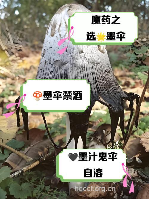 墨汁鬼伞的功效与作用