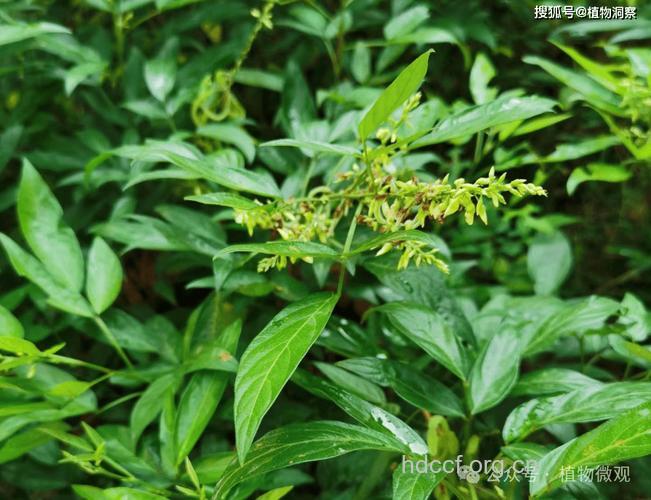 粘人花根的功效与作用