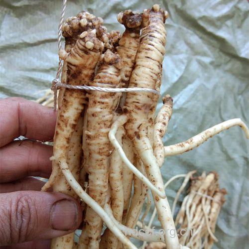 奶浆参的功效与作用