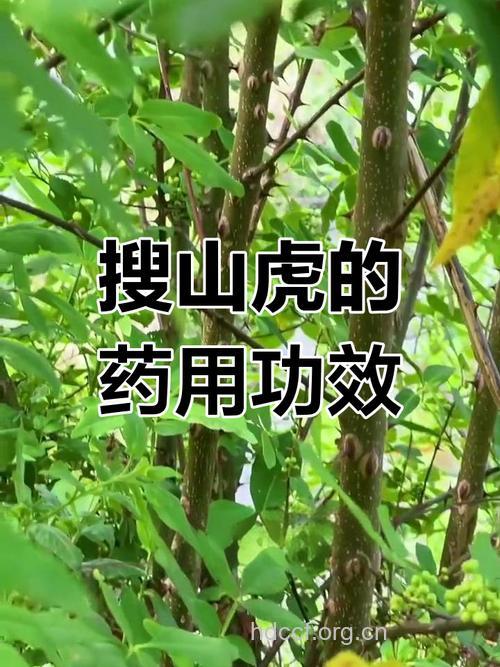 搜山虎的功效与作用