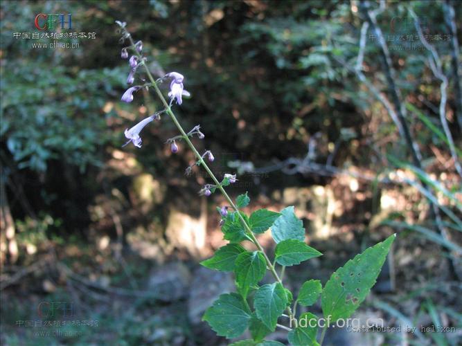 四轮香的功效与作用