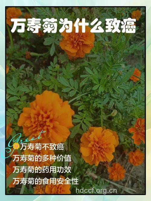 种花赏花也会招来癌症吗