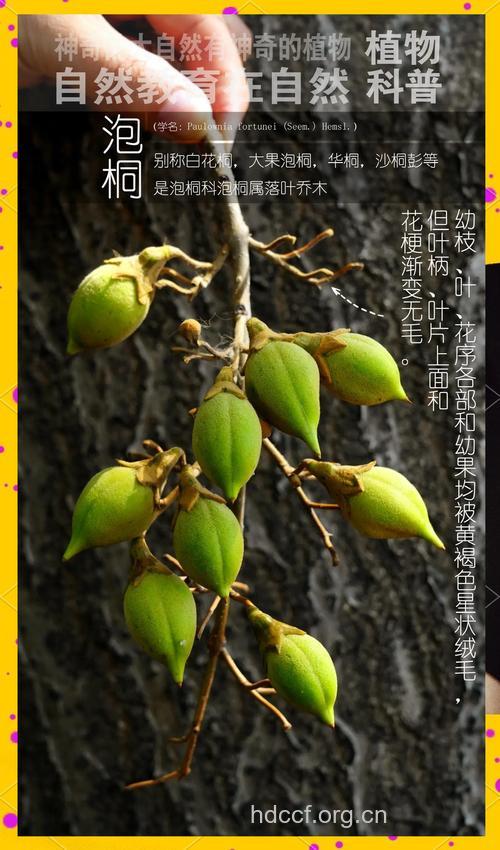 泡桐木皮的功效与作用