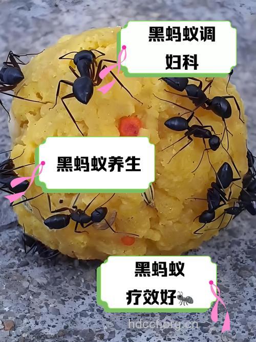 蚂蚁的功效与作用