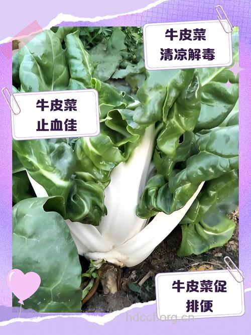 哪些蔬菜对治疗牛皮癣有益