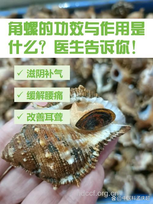 角螺的功效与作用