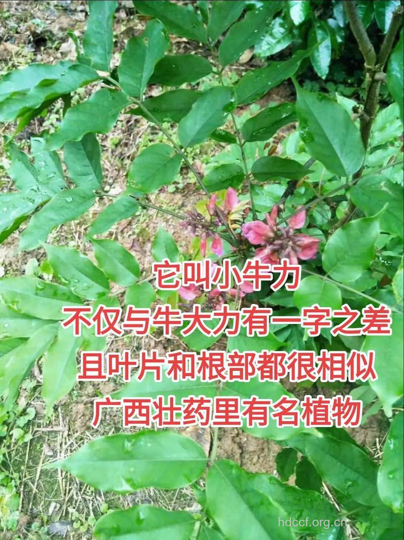 小牛力的功效与作用