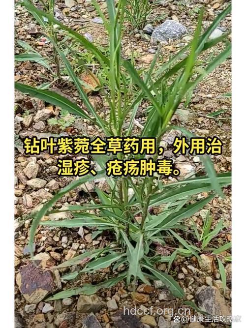 瑞连草的功效与作用