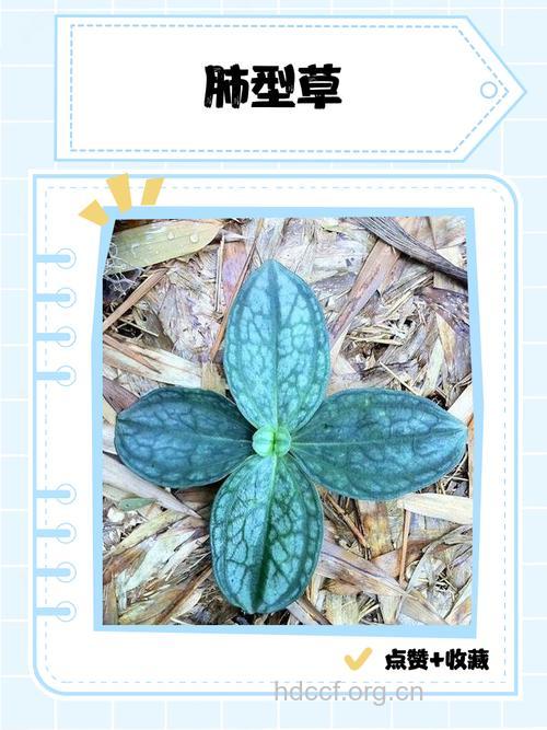 台湾肺形草的功效与作用