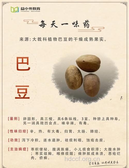 毛叶巴豆的功效与作用