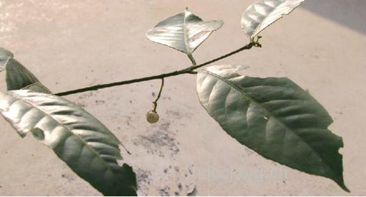 罗甸沟瓣的功效与作用