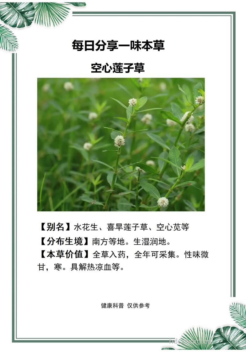 莲子草的功效与作用
