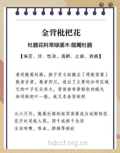 金背枇杷的功效与作用