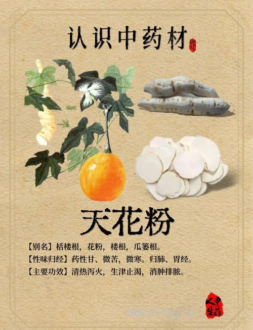 天花粉的功效与作用