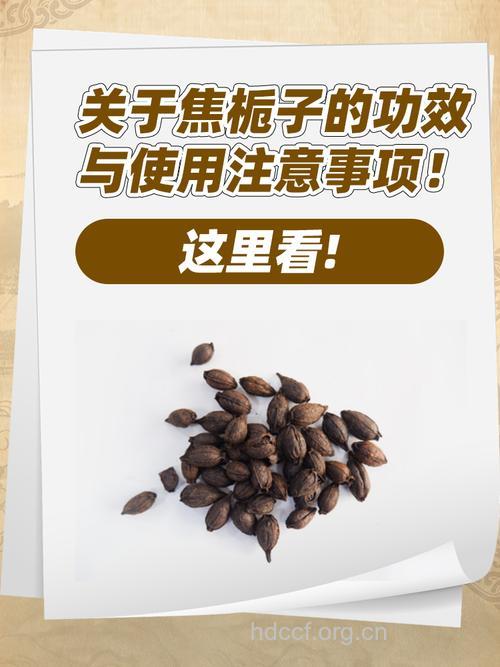 焦栀子的功效与作用