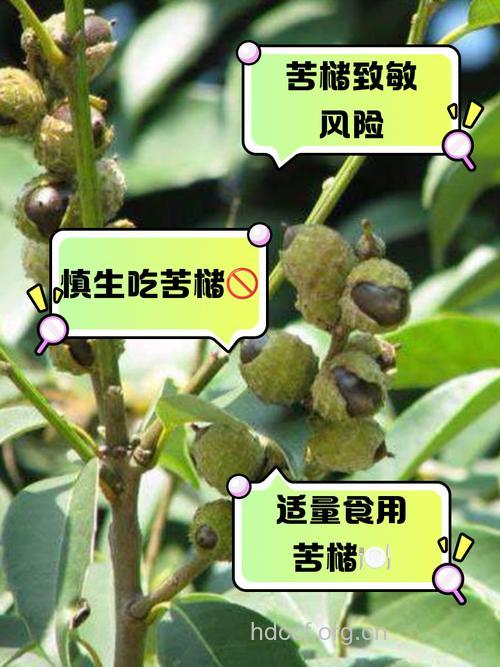 槠子皮叶的功效与作用