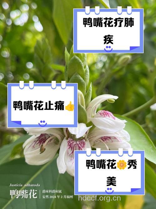 鸭嘴花的功效与作用