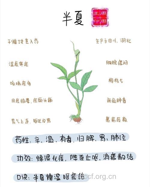 山半夏的功效与作用
