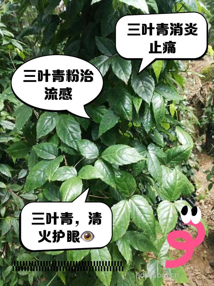 三叶青的功效与作用