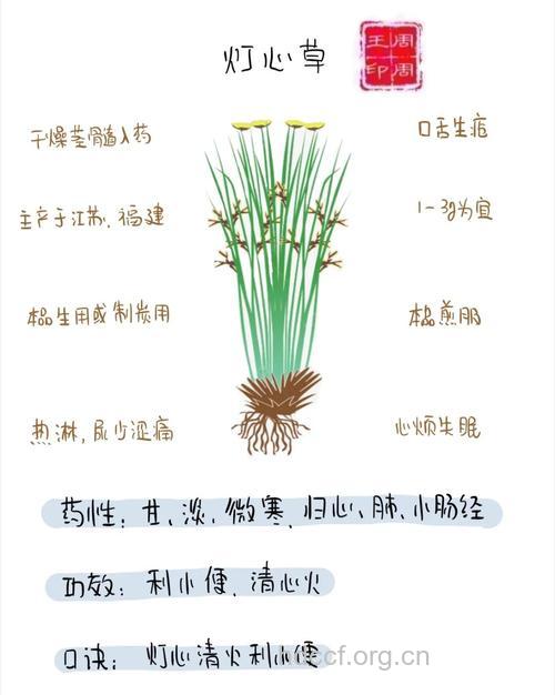 栗花灯心草的功效与作用
